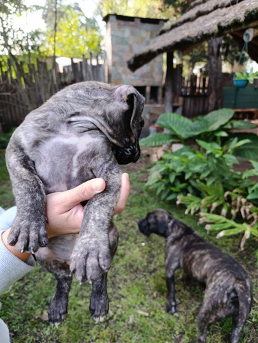 Venta De Cachorros Presa Canario