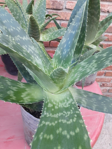 Plantas De Áloe Vera Especies De La Más Pulposa (organica)