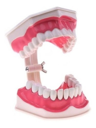 Macromodelo Dientes