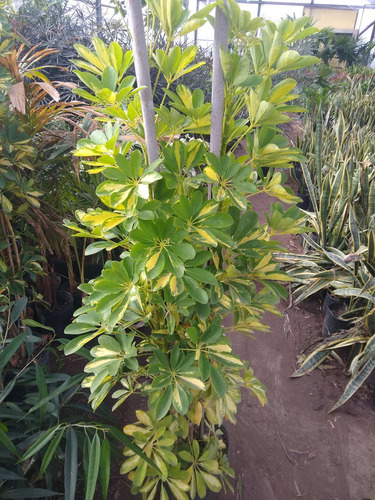 Aralia Variegada Schefflera - Maceta 15 Litros