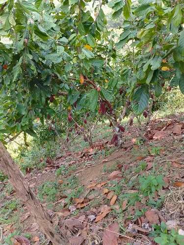 Vendo Finca En Yolombo Antioquia