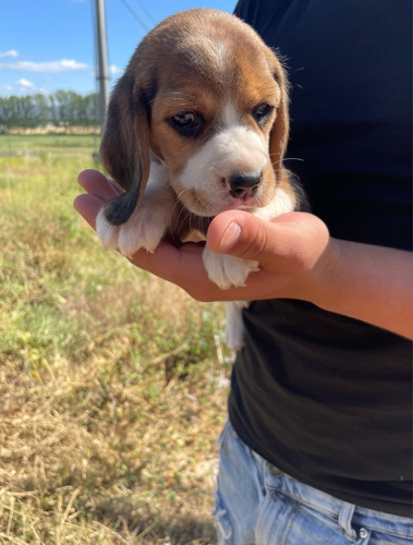 Cachorros Beagles Enanos