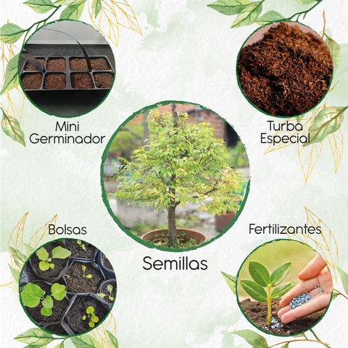 3 Semillas Bonsái Cariniana Pyriformis + Kit De Germinación