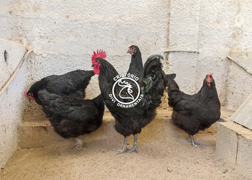 Ovos Galados Gigante Negro De Jersey (14 Ovos)