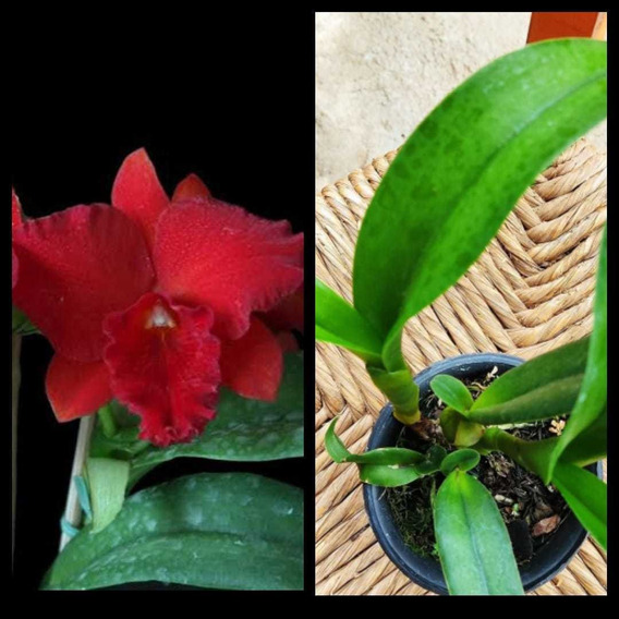 Orquideas Cattleyas Vermelhas | MercadoLivre 📦