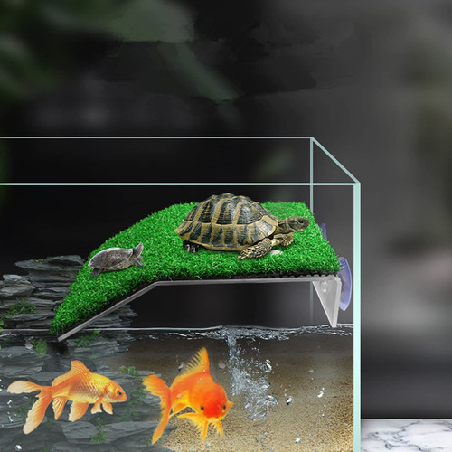 Plataforma Para Tomar Tortugas W6lawn Plataforma Para Tomar