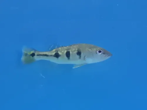 Pez Tucunaré Cichla Orinocensis Acuario Monster Tank Ciclido