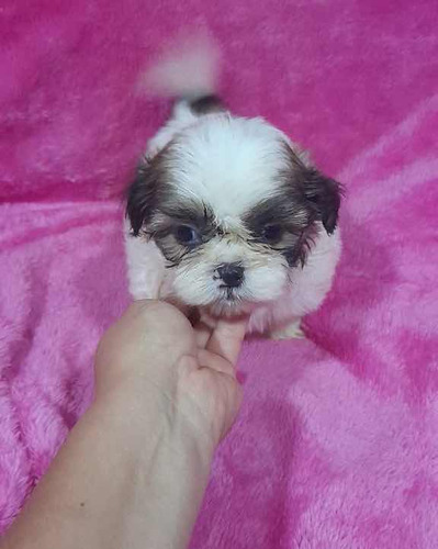 Cachorro Shih Tzu