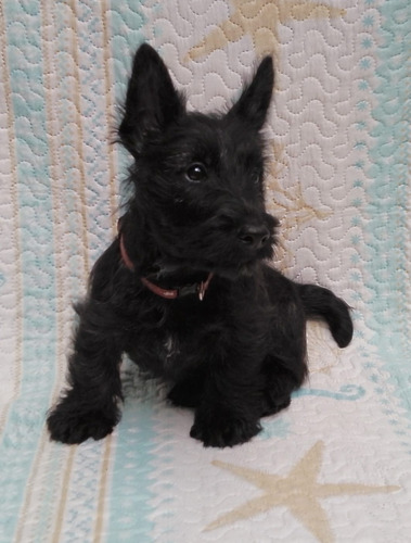 Cachorro Scottish Terrier 