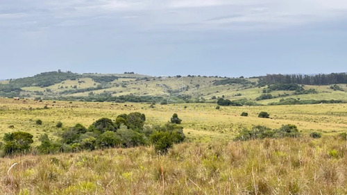 Campo 26 Has Sobre Camino Los Molles