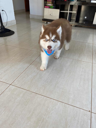 Imagem 3 de 5 de Filhote De Husky Siberiano