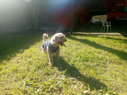 Servicio Caniche Toy Macho