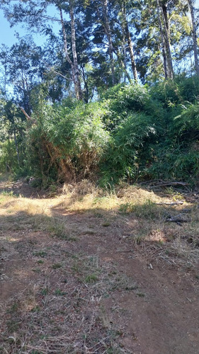 Parcela De 5000m2 A Orilla De La Ruta 206 Valdivia-paillaco