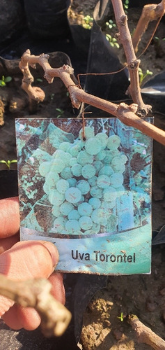 Uva Torontel Árbol Abonado A Domicilio Solo A Rm