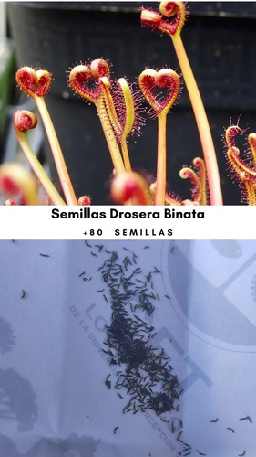 Semillas Drosera Binata (+80) - Planta Carnívora