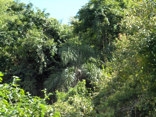 Dueño Vende 29ha, Con Título De Propiedad, 600mts De Costa Sobre El Río Uruguay, Arroyo Y Nacientes De Agua.