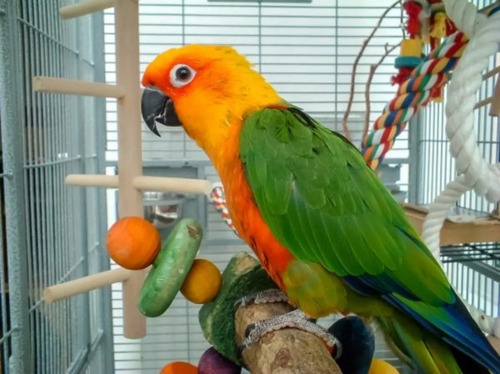 Imagen 6 de 9 de Juguete P/ Loro Madera Pericos Percha Pajaros Grandes Zootec