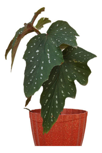 Begônia Coccinea Begonia Asa De Anjo Planta Muda