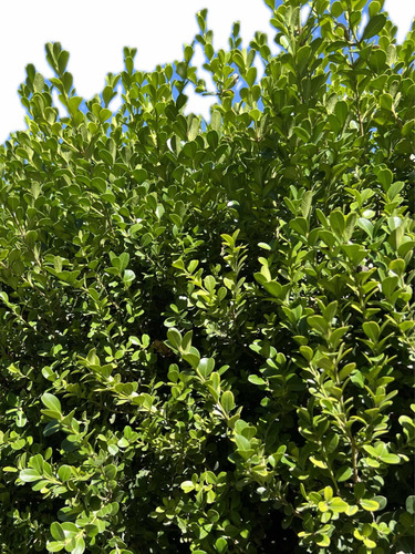 Oleo Texano Verde