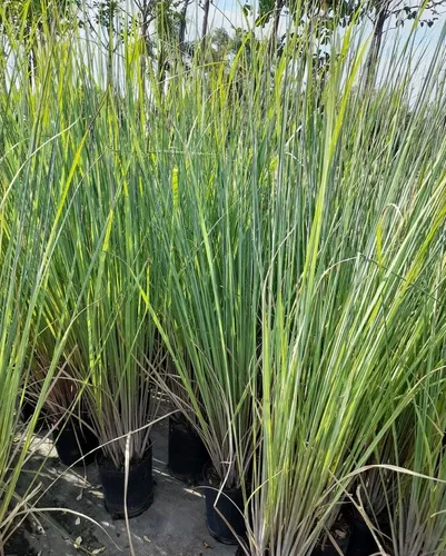 Paspalum Haumanii ! Gramineas Nativas, Gigantes !!!