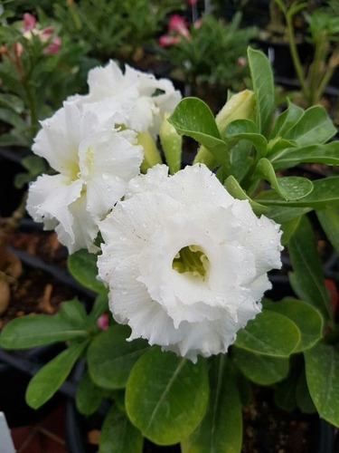  Adeniums Rosa Del Desierto  Blanca