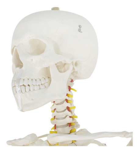 Modelo Medico Esqueleto Humano Tamaño Real 1.80 M Vevor