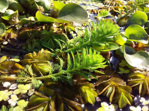 Cola De Zorro Acuática Myriophyllum Aquaticum