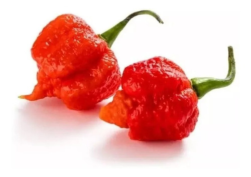 30 Sementes Pimenta Carolina Reaper Hp22b + Forte Do Mundo