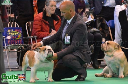 Super Cachorros Bulldog Ingles Full Pedigree