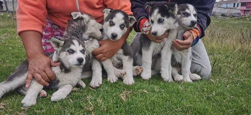 Imagen 2 de 2 de Lindosss Husky Siberiano Envíos Y Entregas A Nivel Nacional