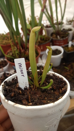 Sarracenia Minor, Planta Carnivora