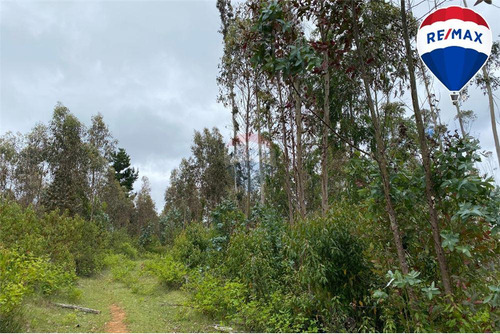 Predio Forestal En Venta 52 Ha. - Mantahue Gorbea