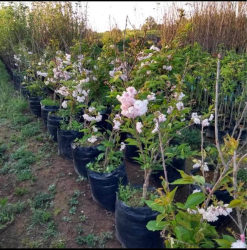 Cerezo Japonés Sakura Rosa