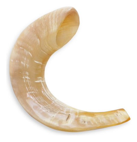 Shofar De Carnero De 17 A 27 Cm Aproximado Se1