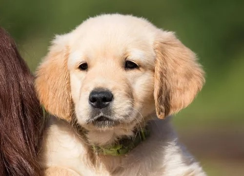 Golden Retriever Sueño La Mejor Compañia