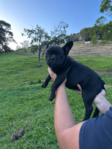 Perro Cachorra Bulldog Frances Hembra Manto Negro Disponible