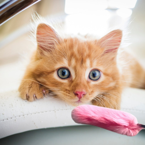 Imagen 5 de 8 de Juguete Para Gato Con Cascabel Tipo Cola