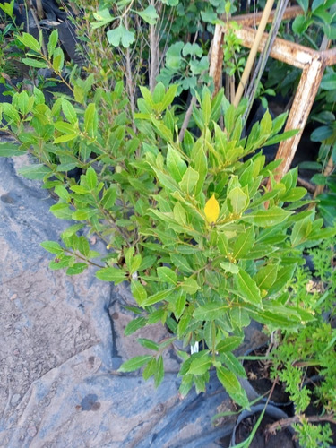 Imagen 7 de 8 de Planta Laurel Comestible - Original - E.g Caba Y Gba