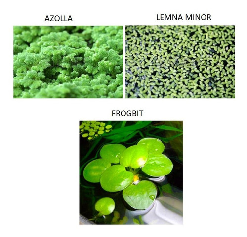 Kit 50 Lemna Minor 50 Azolla 01 Frogbit Spirodela