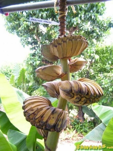 150 Semillas De Platano Ostia