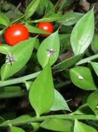 Planta De Ruscus Ruscu Medicinal Da Baya En Hoja