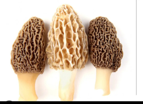 Morillas Hongos De Ciprés 100 Gramos