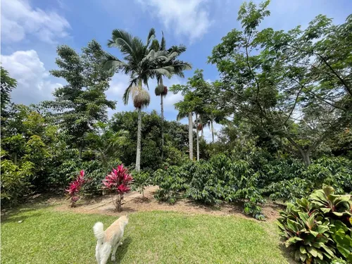 Vendo Finca Vía Tebaida