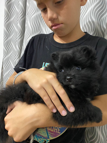 Pomerania Hembra Negra 1 Negro