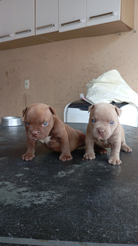 Filhotes De American Bully 