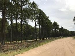 Imagen 3 de 8 de Lotes Continuos En Pinamar Norte A 500 Mts Del Mar
