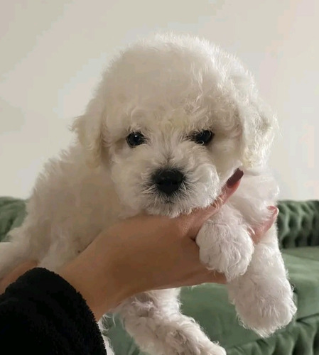 Cachorritos De Raza Bichón Frisé 