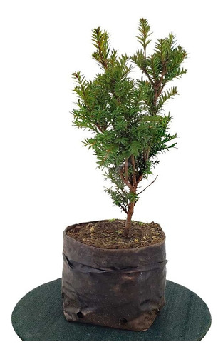 Prebonsai Árbol Taxus Baccata Tejo 8 Años En 4 Litros Macho