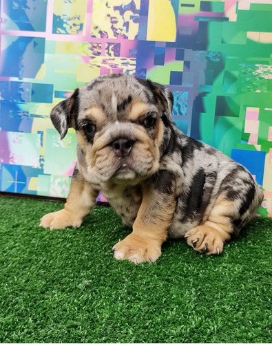 Pequeños Bulldog Ingles Exoticos