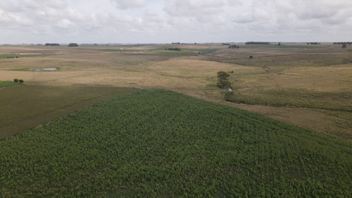 Campo En Venta De 150 Ha Agrícola Ganadero En Florida (ref: Atm-7901)